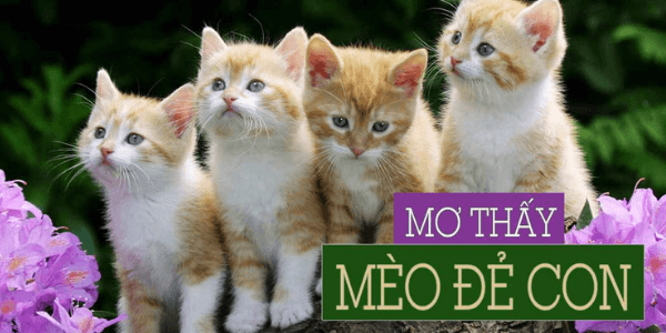 Nằm mơ thấy m&egrave;o đẻ con
