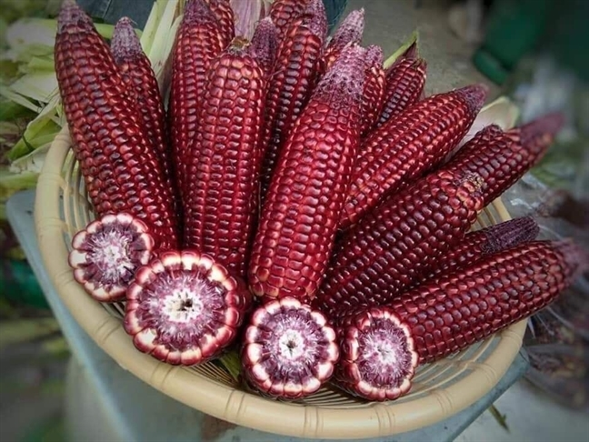 mơ thấy bắp ng&ocirc;