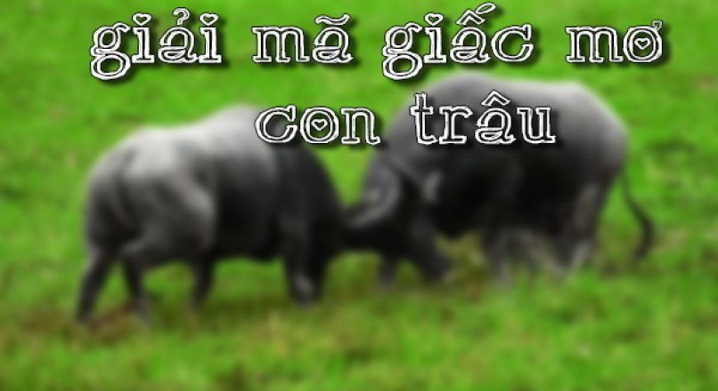 mơ thấy tr&acirc;u