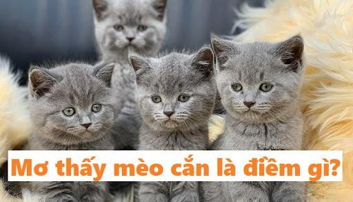 Mơ thấy m&egrave;o cắn