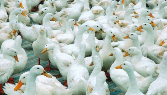 mơ thấy vịt
