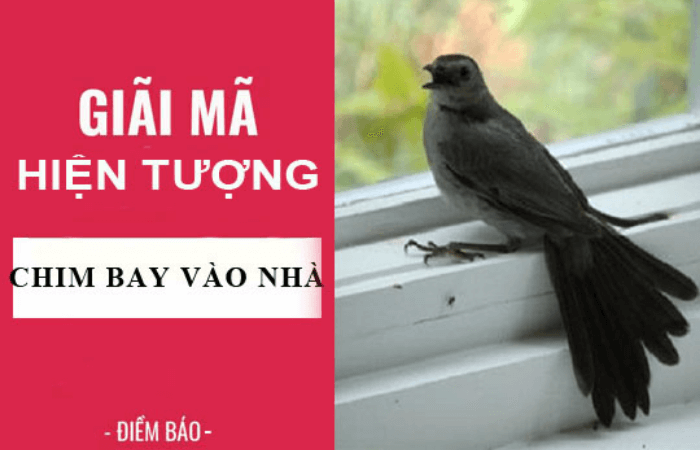 chim bay v&agrave;o nh&agrave;