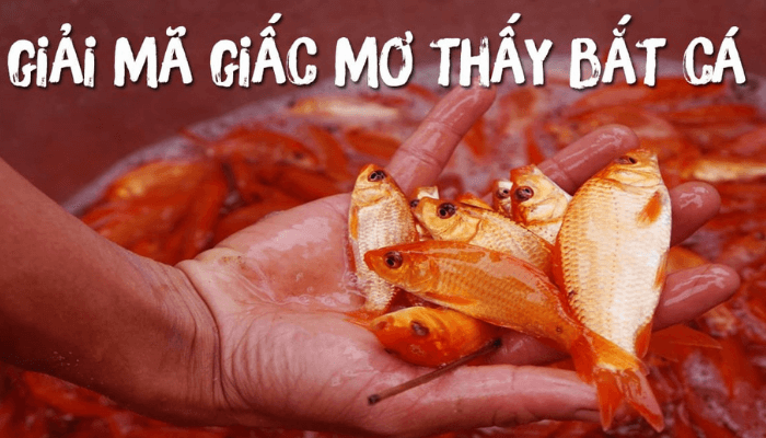 mơ thấy c&aacute; v&agrave;ng