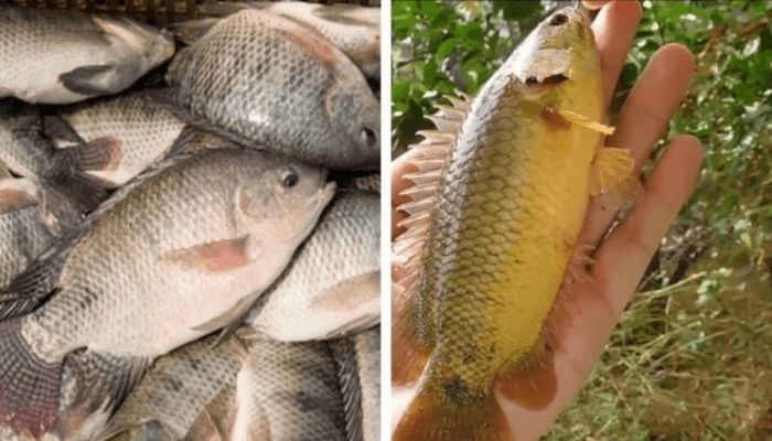mơ thấy c&aacute; r&ocirc; đ&aacute;nh con g&igrave;