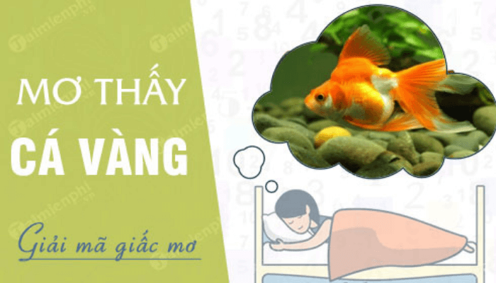 mơ thấy c&aacute; v&agrave;ng
