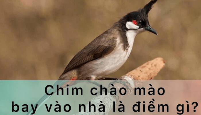 chim bay v&agrave;o nh&agrave;