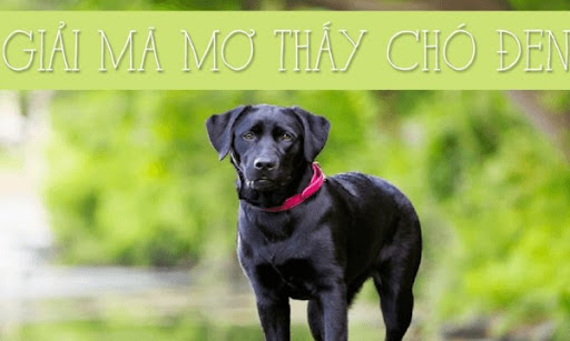 mơ thấy ch&oacute; mực