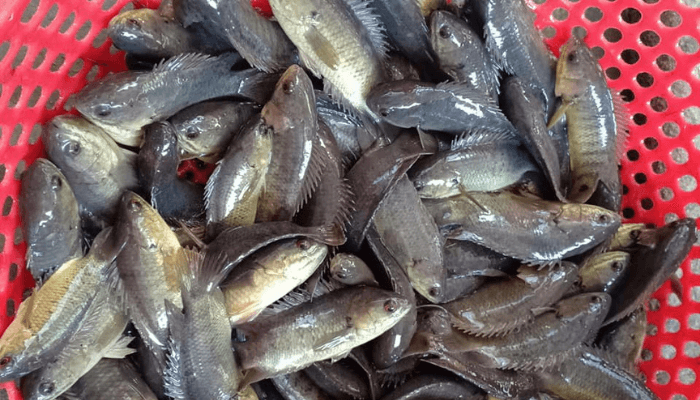 mơ thấy c&aacute; r&ocirc; đ&aacute;nh con g&igrave;