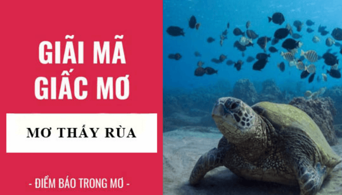mơ thẩy r&ugrave;a