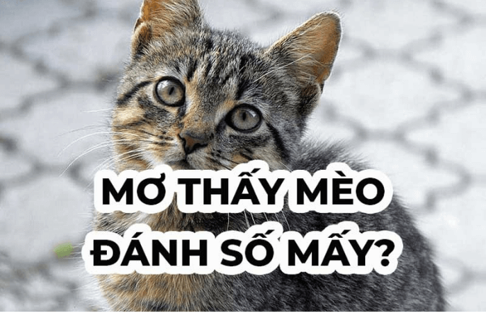 mơ thấy ăn thịt m&egrave;o