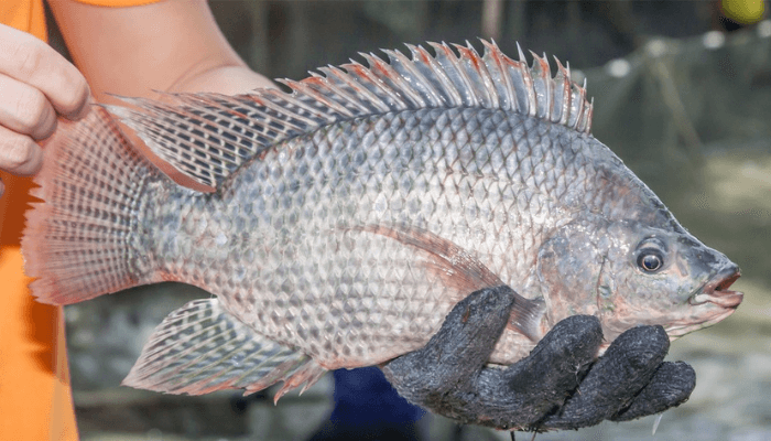 mơ thấy c&aacute; r&ocirc; đ&aacute;nh con g&igrave;