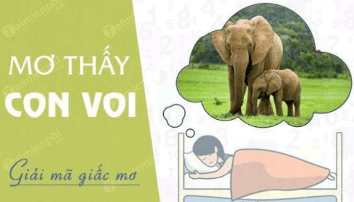 mơ thấy voi con