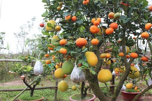 mơ thấy c&acirc;y c&oacute; nhiều quả